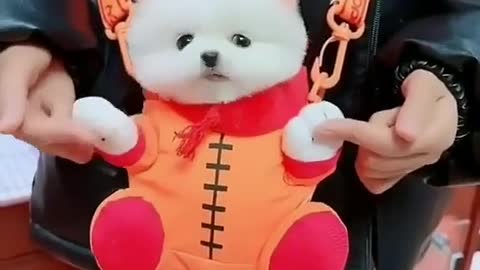 Cute puppies🥰🐶🥰🥰🐶