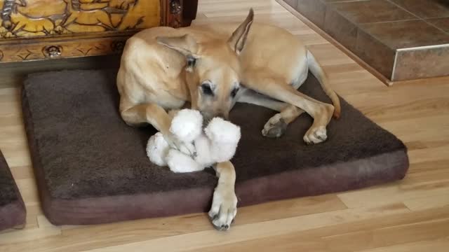 Great Dane sucking on teddy bear