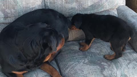 A Rottweiler's life