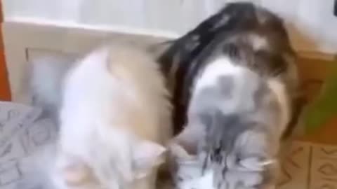 #shortsvideo 🤣Funny Dog😻😻 and 🐱‍🚀🐱‍🚀Cats Funny pet animals videos #shorts #Funny creatures' Life