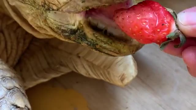 Cute animal Turtle tortoise having strawberry