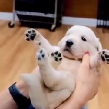 😍Cute and Funny Dog Compilation