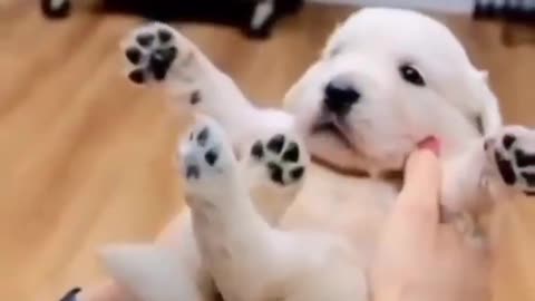 😍Cute and Funny Dog Compilation