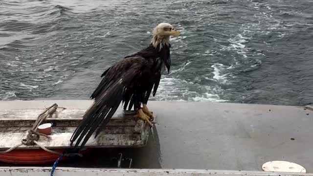 Swimming Eagle Rescued by Maine Lobstermen