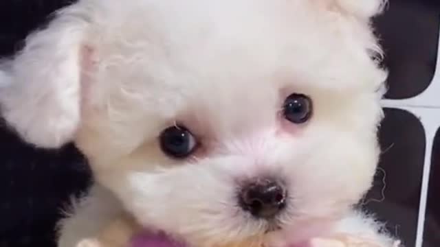 little cute dog