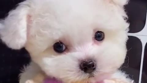 little cute dog