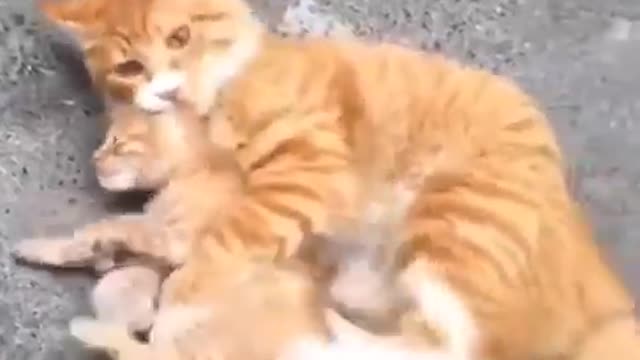 Baby Cats- Cute and Funny Cat Videos Compilation