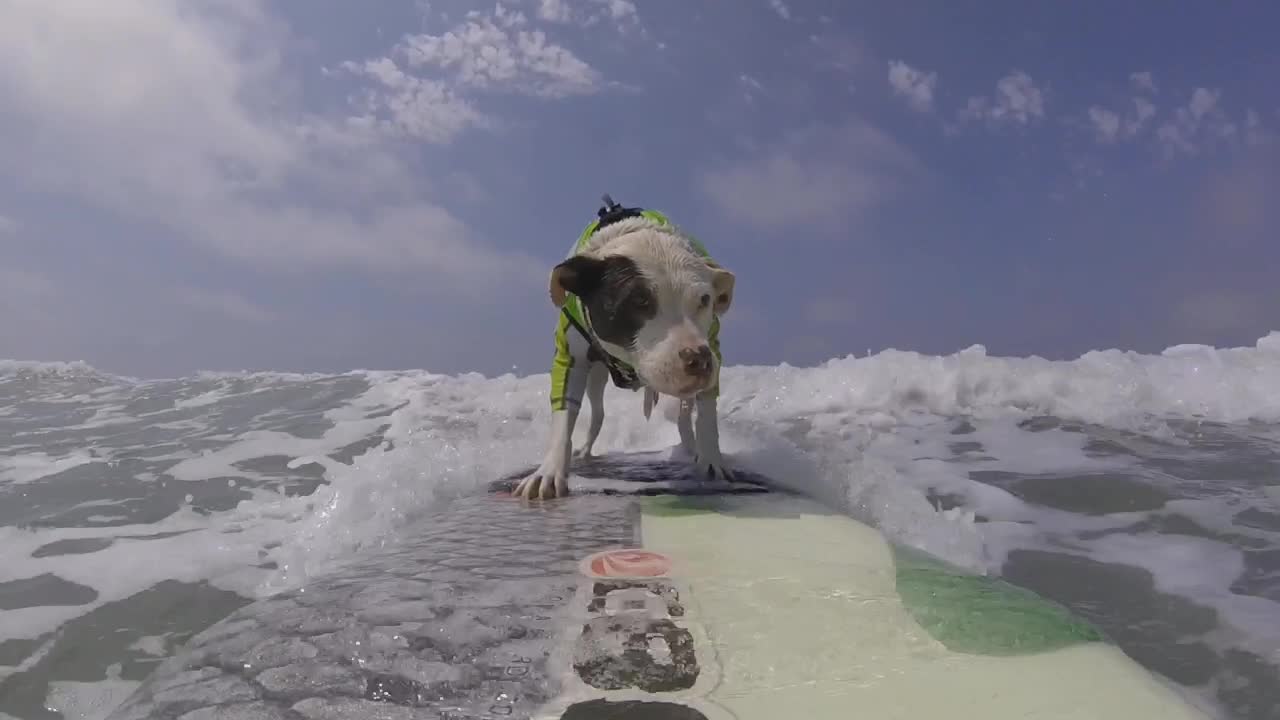 The Surfing Dog