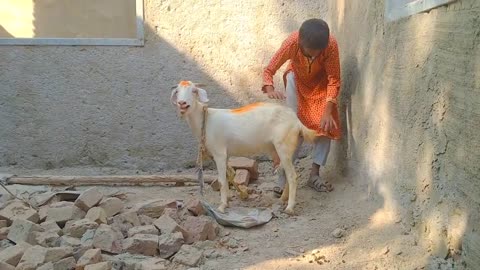 Amazing Man With His Goat Animals