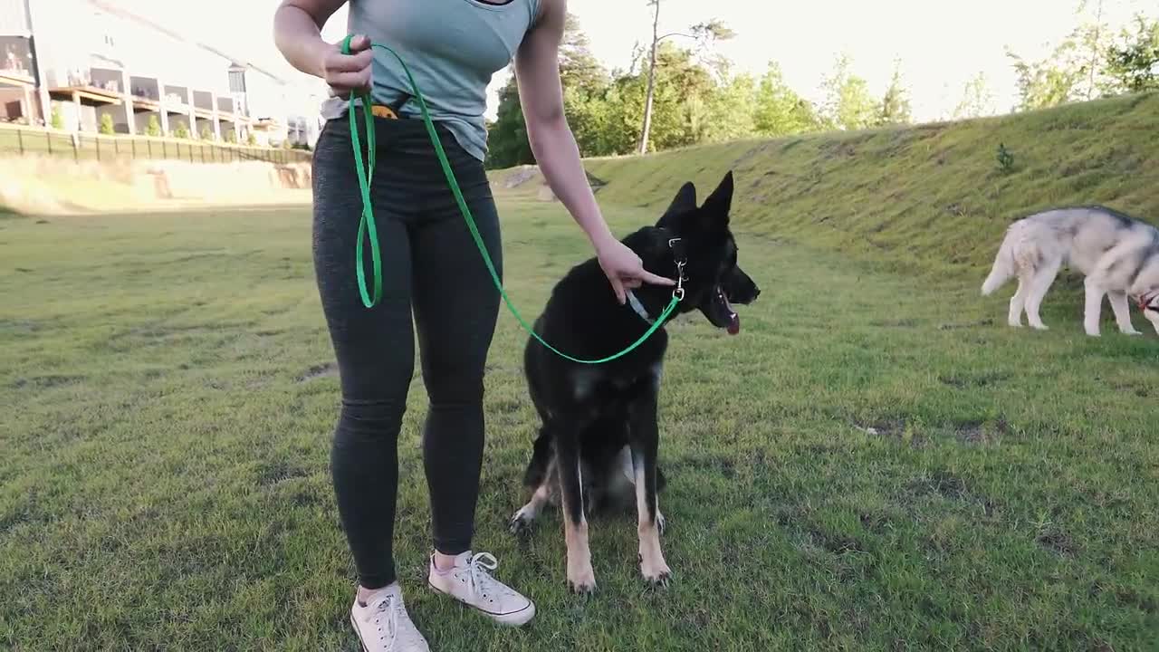 RALEIGH DOG 🐕 TRAINING HOW TO START TRAINING ANY DOG