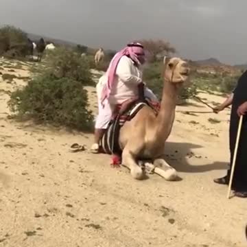 Camel