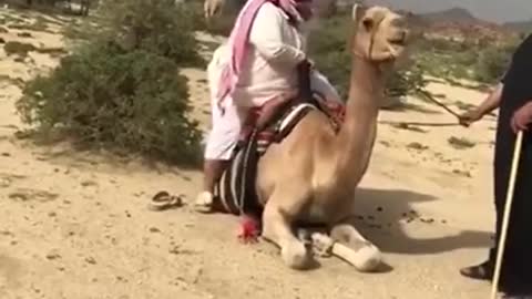 Camel