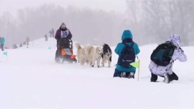 🤣Funny Dog Videos 2020🤣 🐶 It's time to LAUGH with Dog's life