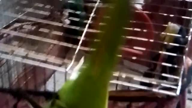 Parrot is playing with a new toy so cuetly