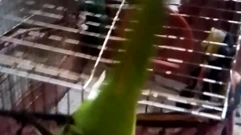 Parrot is playing with a new toy so cuetly