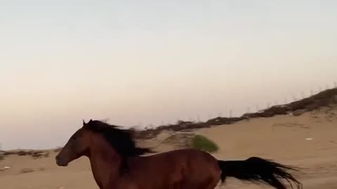 Horse race