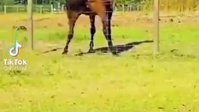 Funny Moment of animals