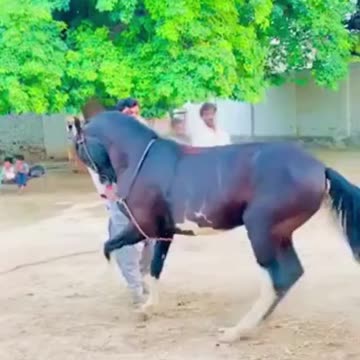 Horse dancing!