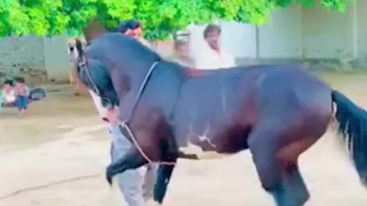 Horse dancing!