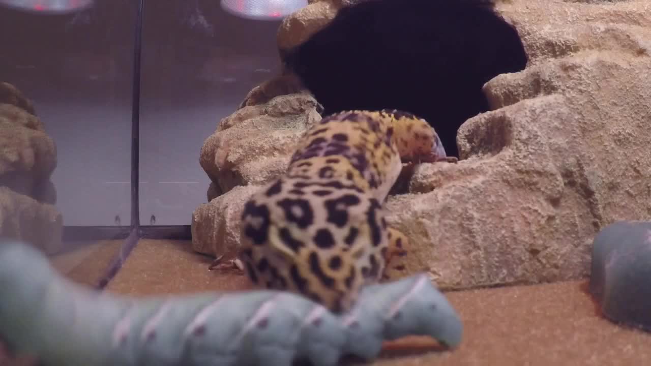 Gecko stalks caterpillar more than half its own size