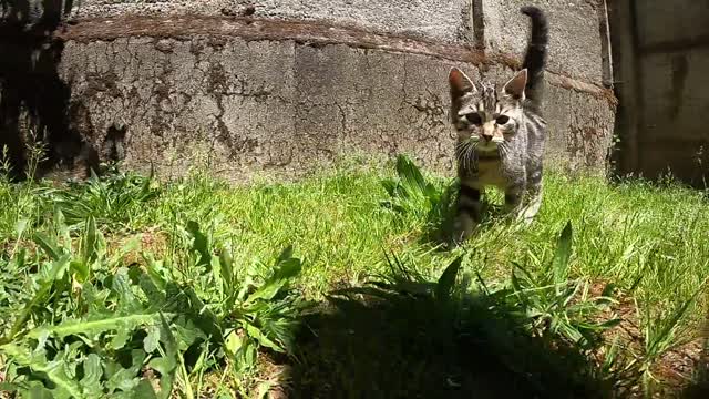 Little girl playing with cats