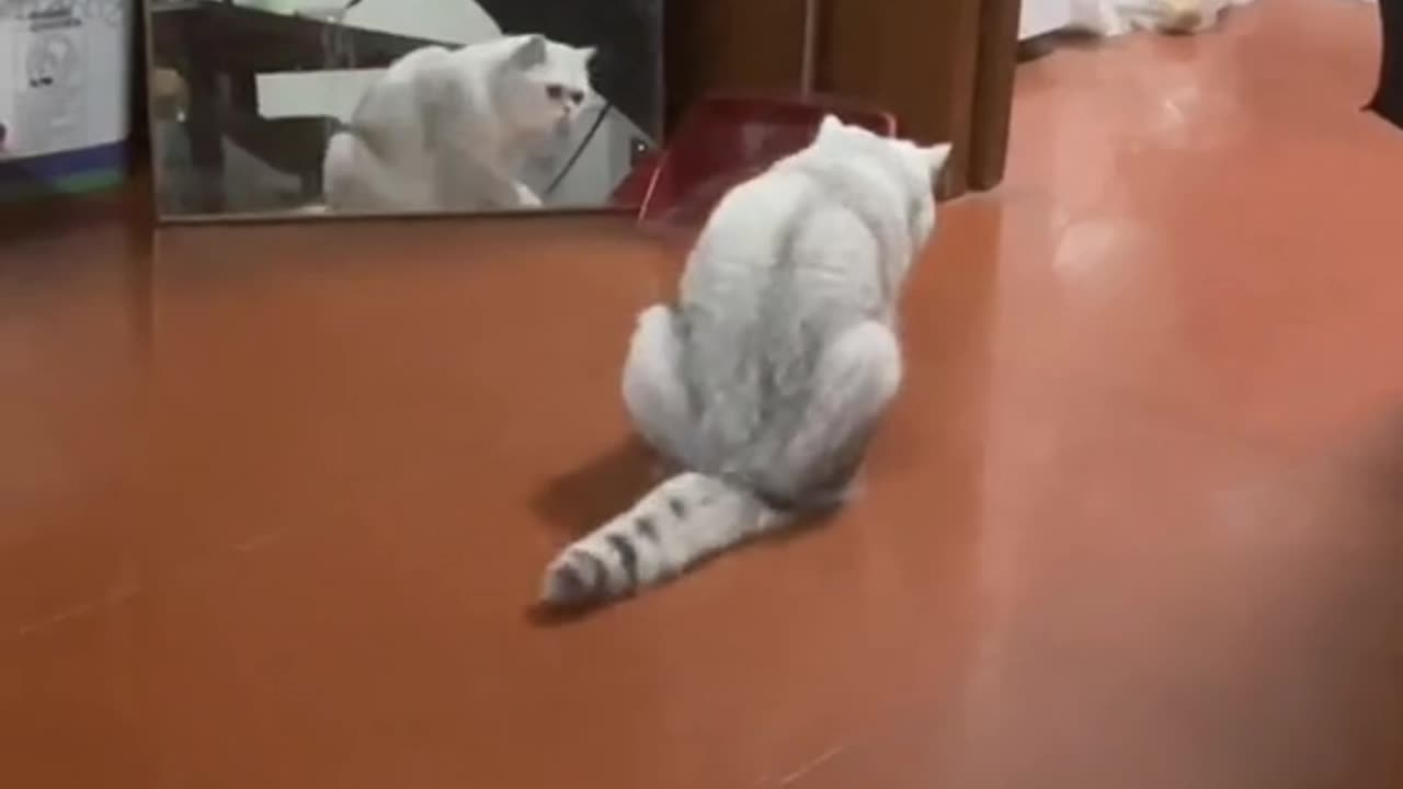 funny cats