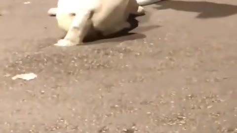 Labrador Vs Guard Dog