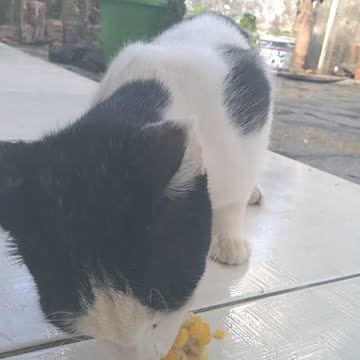 THE STREET CAT CAME AND STAYED AT MY HOUSE - ATE CORN-9