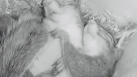 Cute Squirrel Sleeping