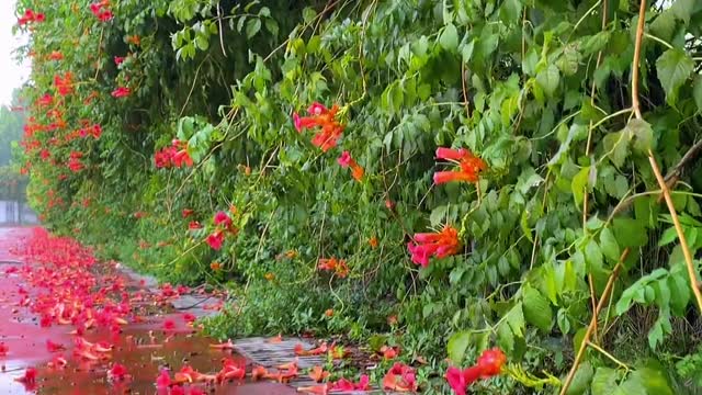 Appreciate the falling flowers on the ground and break a prosperous season.