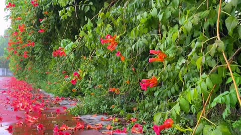 Appreciate the falling flowers on the ground and break a prosperous season.
