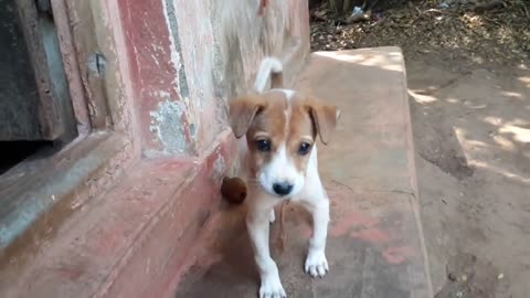 Dog Puppy-Cute Barking