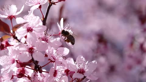 A bee moving between white flowers