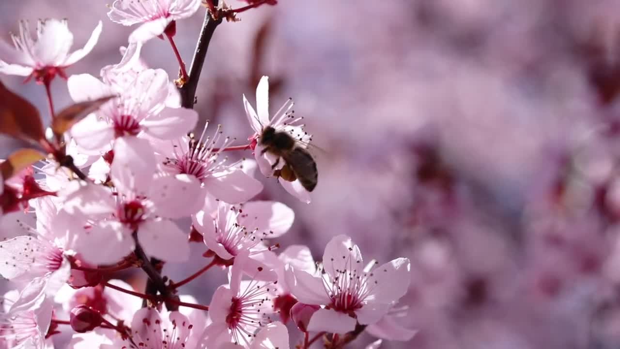 A bee moving between white flowers