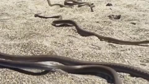 😂Crazy Iguana escapes snake island