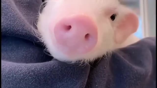 How can there be such a lovely creature in this world