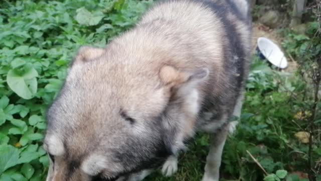 15 years old in western Siberia.