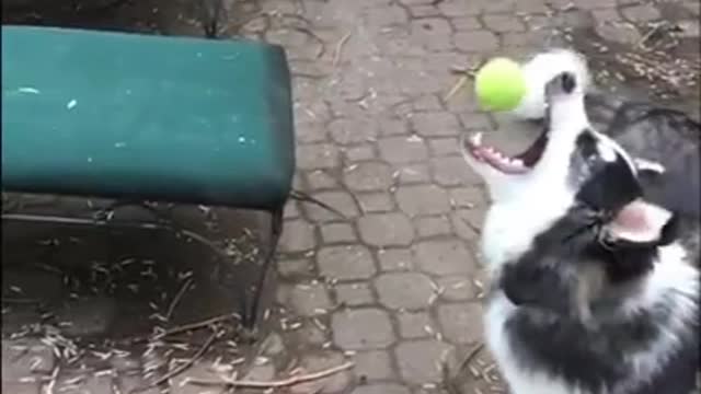 Cute moments of dogs🐶