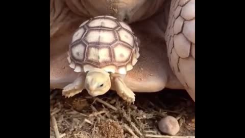 The little turtle was overturned by its mother. It was so funny