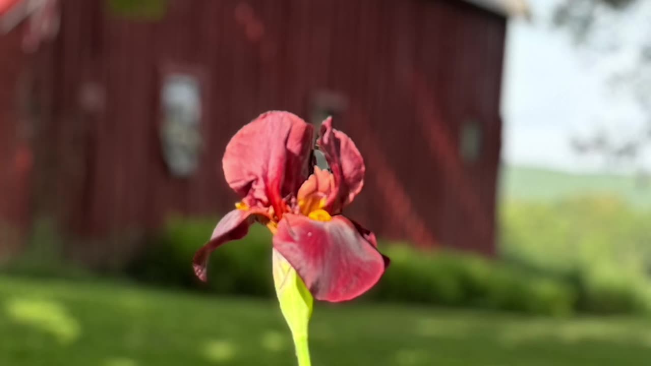 Beautiful Blooms