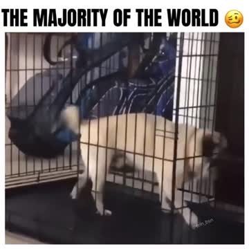 This Dog is not too smart