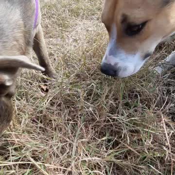 The Sniff with Tucker Carlson and Claire Bear