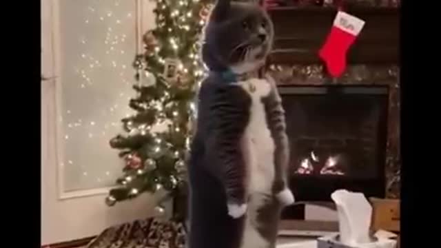 CATS FUNNY MOMMENTS TIKTOK VIDEO COMPILATION