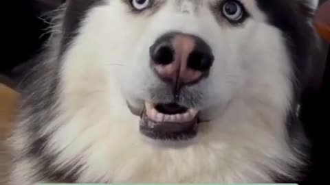 Funny Husky farts! 😳 #shorts #dog #viral