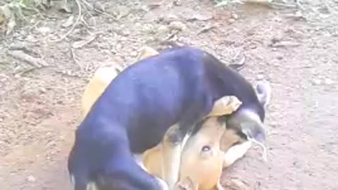 Playful Consciousness