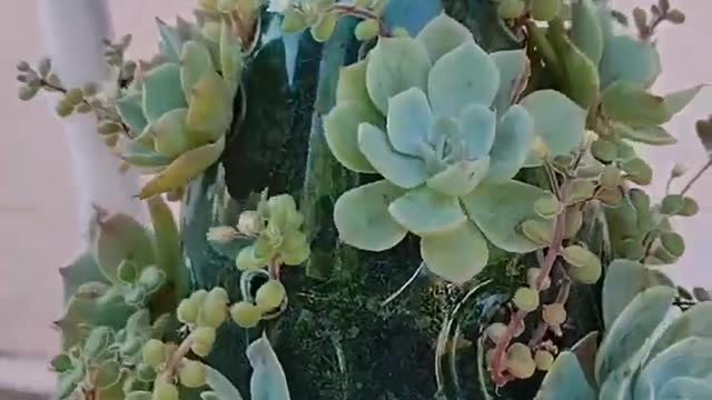 Hidroponik-Tricks for growing succulents in bottles