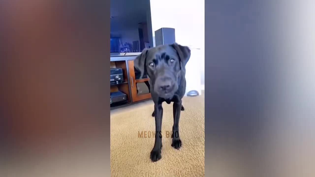 New Trending Funniest clumsy CATS 😹 Funniest Cats & Dogs Videos🐶😹 part 033