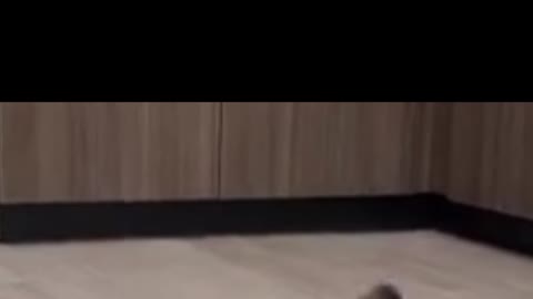 Smart Dog Dancing