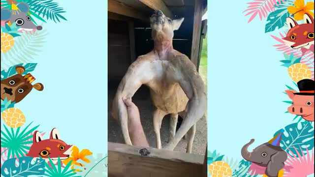 Funny animal Videos, check out the muscles on this kangaroo