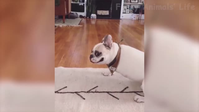 funny silly white dog